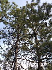 Pinus ponderosa ponderosa