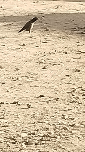 Common Myna