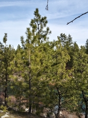 Pinus ponderosa ponderosa