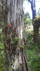 Philesia magellanica