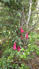 Philesia magellanica