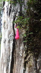 Philesia magellanica