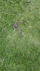 Atractus crassicaudatus