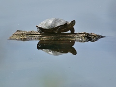 Actinemys marmorata pallida