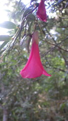 Philesia magellanica