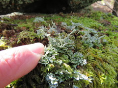 Cladonia polydactyla