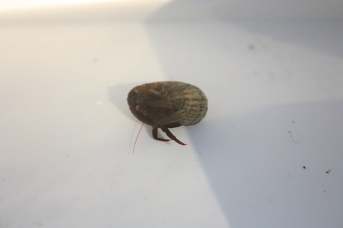 Pagurus granosimanus