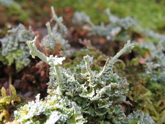 Cladonia polydactyla