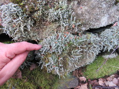 Cladonia polydactyla