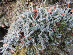 Cladonia polydactyla