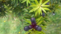 Podocarpus nubigenus
