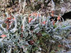 Cladonia polydactyla