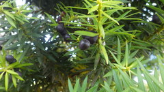 Podocarpus nubigenus