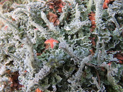 Cladonia polydactyla