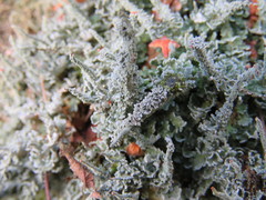 Cladonia polydactyla