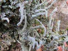 Cladonia polydactyla