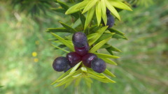 Podocarpus nubigenus