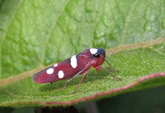 Erythrogonia imitatricula