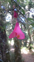 Philesia magellanica