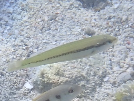 Halichoeres bivittatus