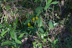 Erythronium tuolumnense, photograph (c) Arvel Hernandez, some rights reserved (CC BY)