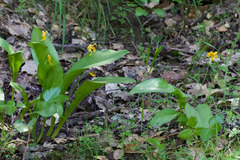 Erythronium tuolumnense, photograph (c) Arvel Hernandez, some rights reserved (CC BY)