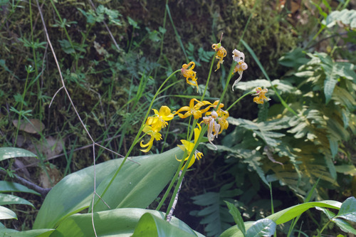Erythronium tuolumnense, photograph 2