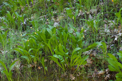 Erythronium tuolumnense, photograph (c) Arvel Hernandez, some rights reserved (CC BY)