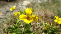 Viola maculata