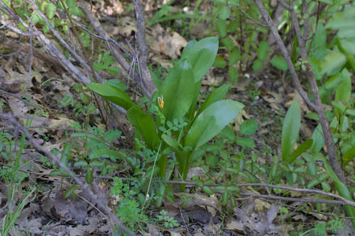 Erythronium tuolumnense, photograph 5