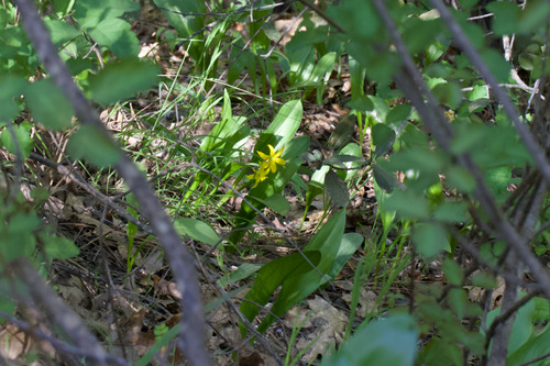 Erythronium tuolumnense, photograph 4