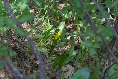Erythronium tuolumnense, photograph (c) Arvel Hernandez, some rights reserved (CC BY)