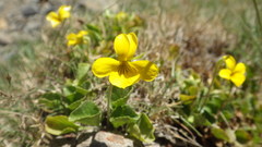 Viola maculata