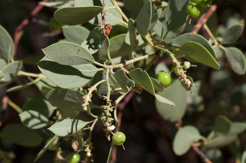 Me-Wuk manzanita (Arctostaphylos mewukka)