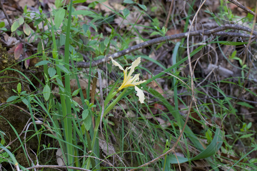 Sierra iris