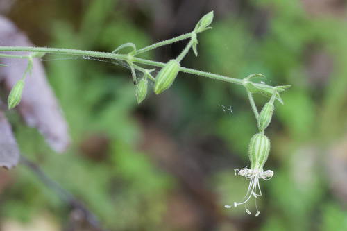 Lemmon's Catchfly (Silene lemmonii)