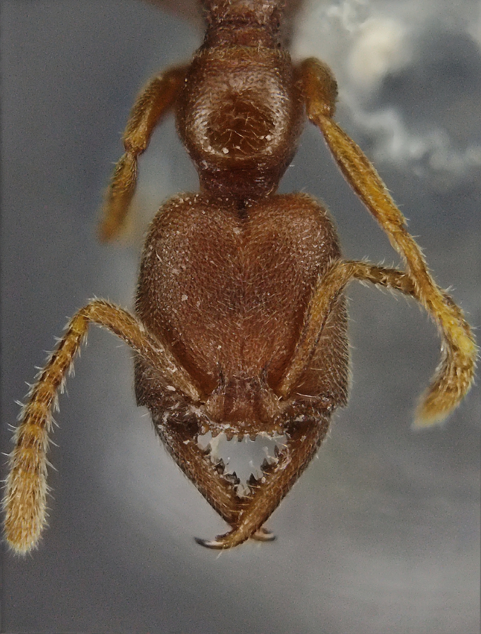 Stigmatomma