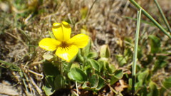 Viola maculata