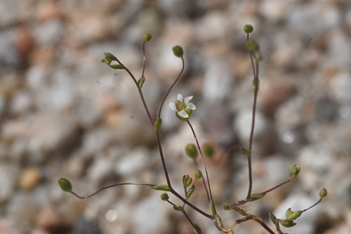 Eastwood's threadplant (Nemacladus eastwoodiae)