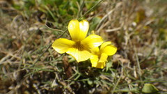 Viola maculata