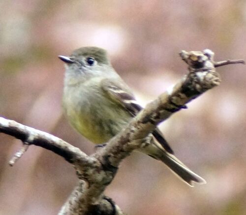 Hammond's Flycatcher (Empidonax hammondii)