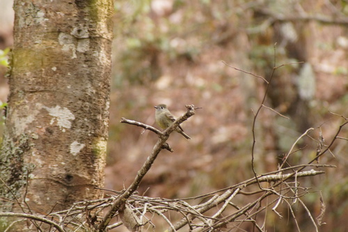 Hammond's Flycatcher (Empidonax hammondii), photo 2