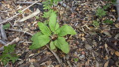 Adenocaulon chilense