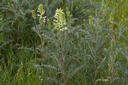 San Joaquin milkvetch (Astragalus asymmetricus)