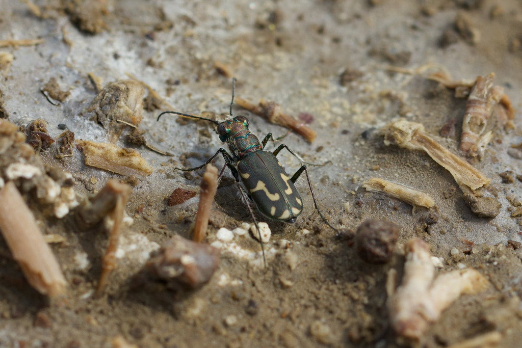 Senile Tiger Beetle