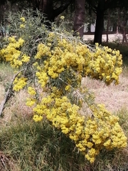 Barkleyanthus salicifolius