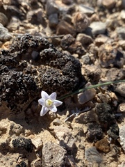 Muilla coronata