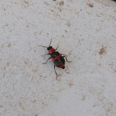 Collops quadrimaculatus