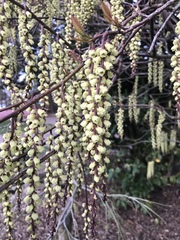 Stachyurus