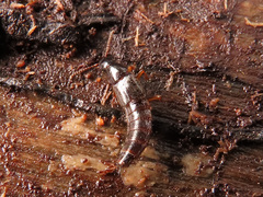 Quedius xanthopus